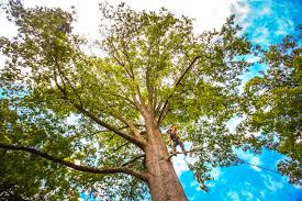 How Our Tree Care Process Works  in  La Joya, TX